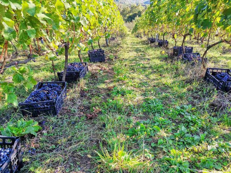 Crveni brijeg 5 768x576