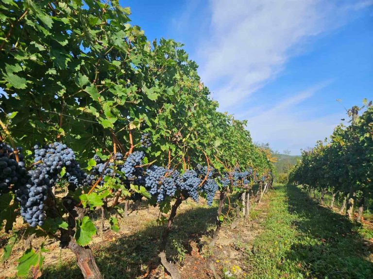 Dalmati vinarija 5 768x576