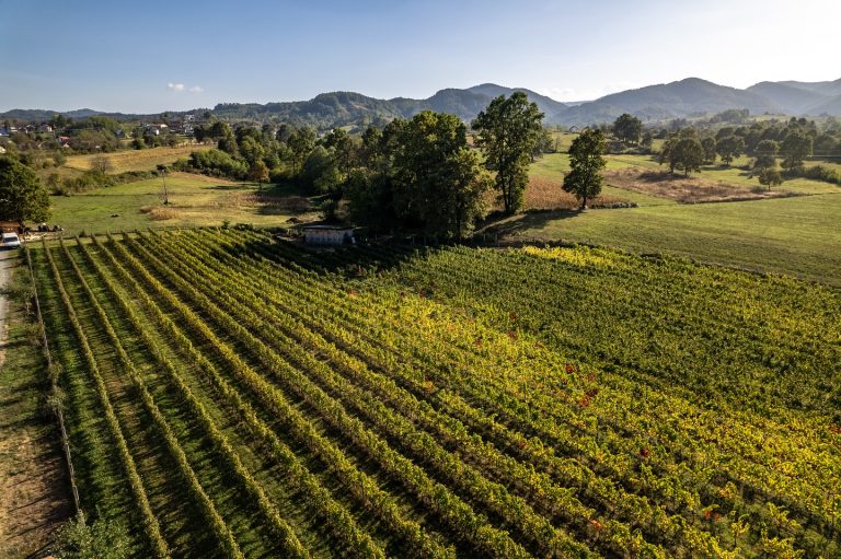 Gotovac vinarija 7 768x511