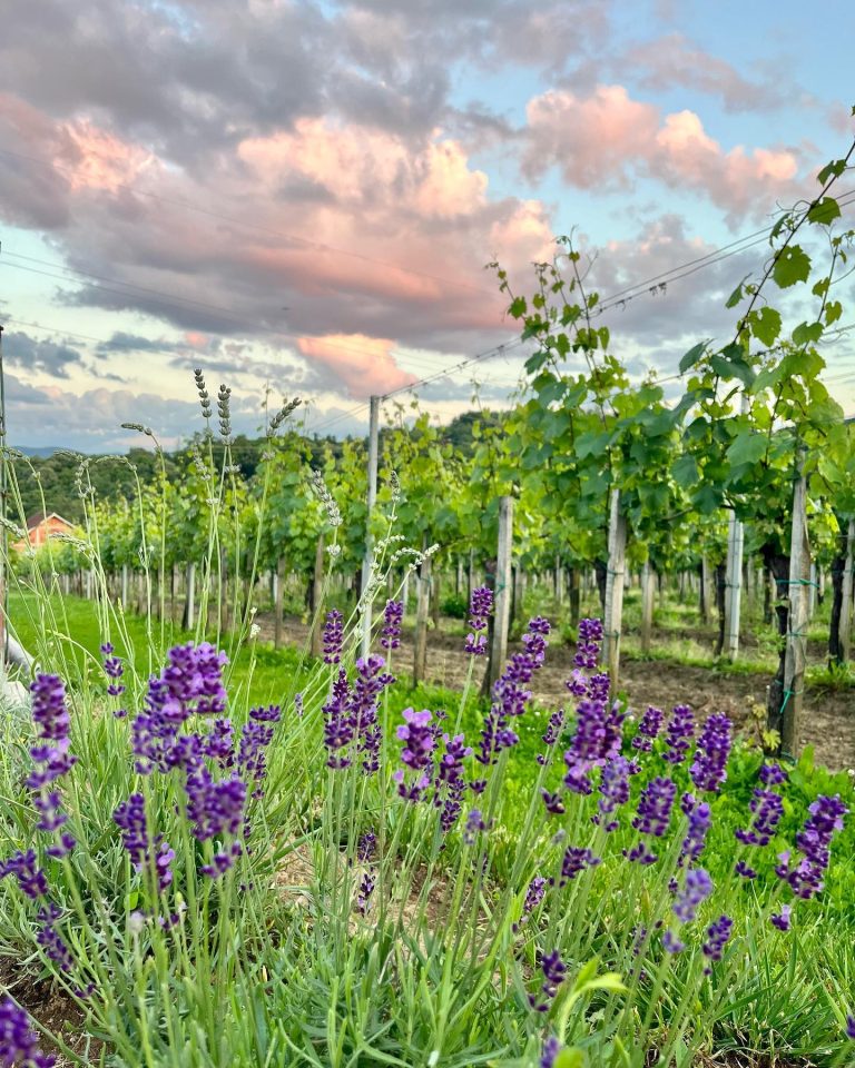 Podrum Panic 10 768x960