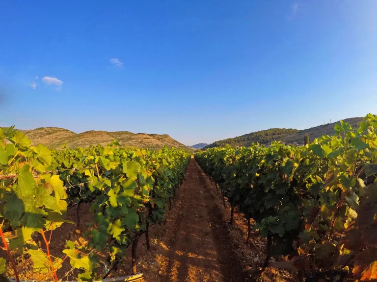 Popovac vinarija 5 768x576