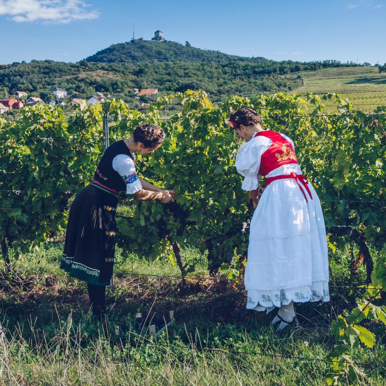 Visit Vršac