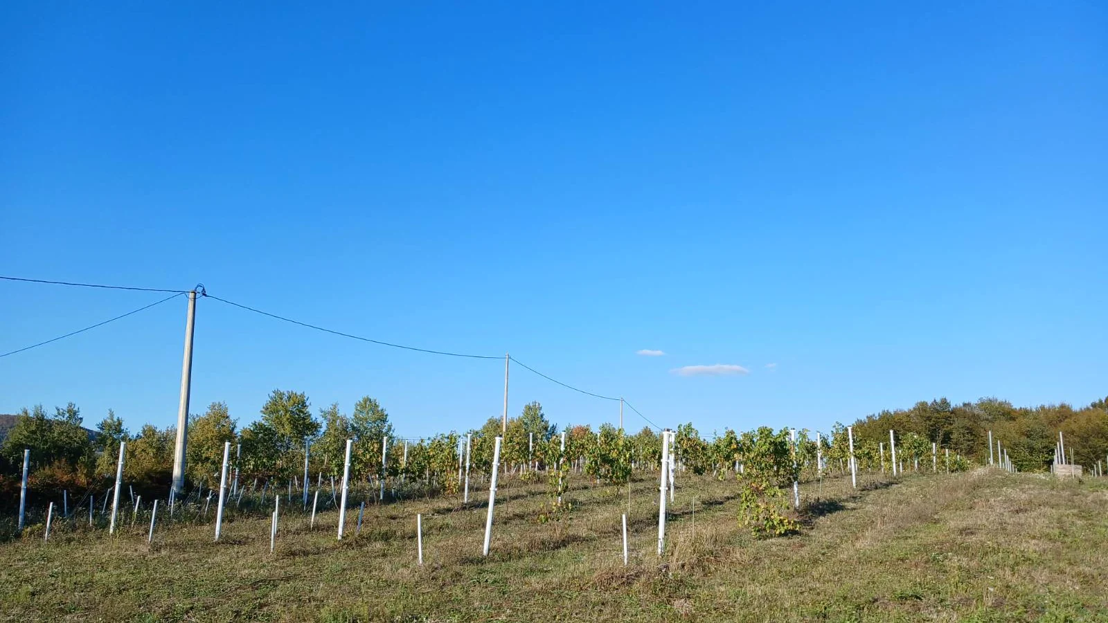 Vinogradi